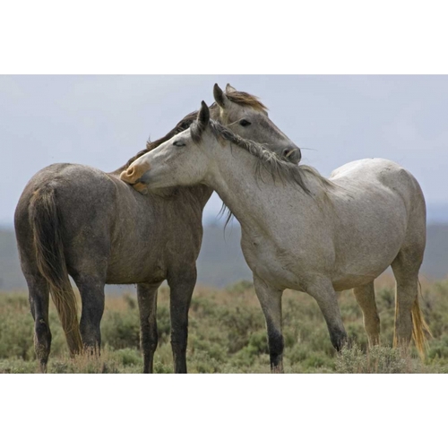 Wyoming, Carbon Wild horses grooming each other